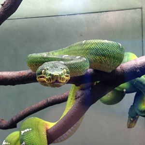 Emerald Tree Boa