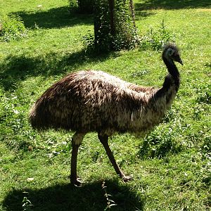 Emu
