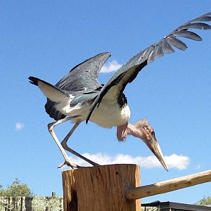 Marabou Stork