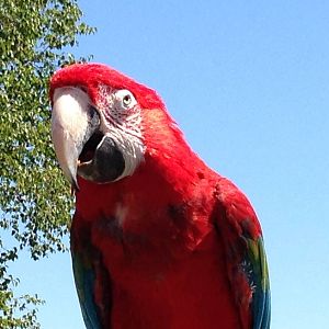 Green Winged Macaw