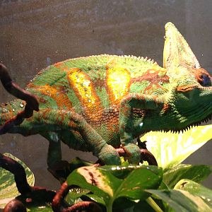 Veiled Chameleon