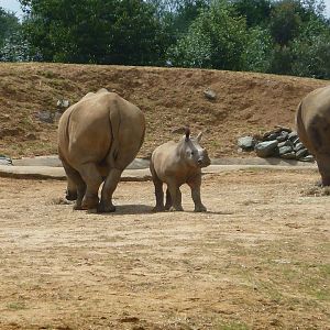 Pembe the  white rhino calf!