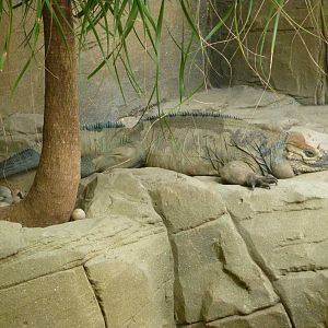 Rhinoceros Iguana