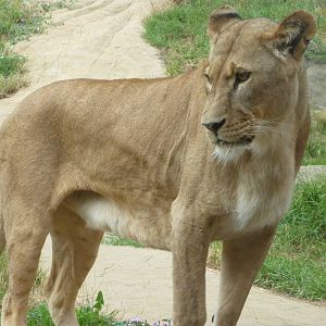 Lioness