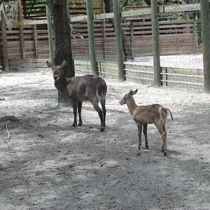 Ellipsen Waterbuck