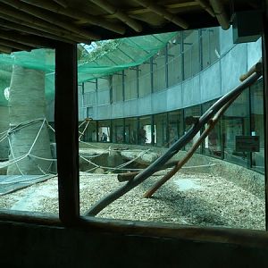 Chimpanzee inside enclosure
