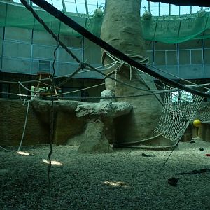 Chimpanzee inside enclosure