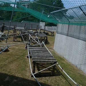 Chimpanzee outside enclosure