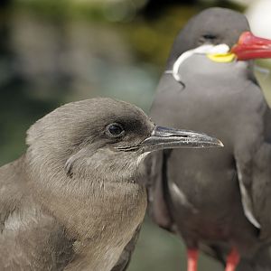 Inca terns