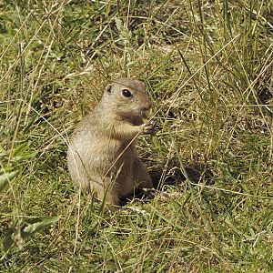 European souslik