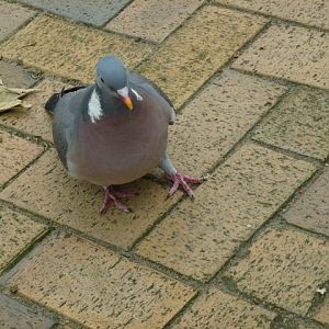 Wood pigeon in Delft 26.6.13