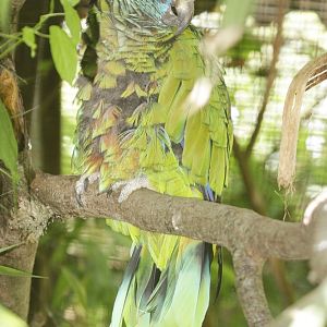 St Lucia Amazon (Amazona versicolor)