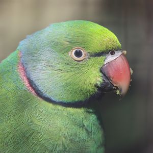 Mauritius Parakeet (Psittacula echo)