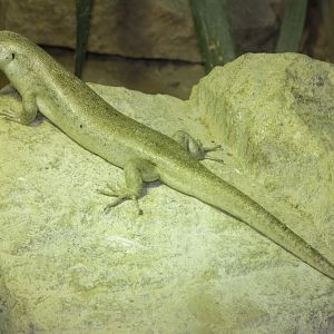 Telfair's Skink, Round Island Skink (Leiolopisma telfairi)