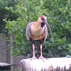 Black-faced Ibis 200713