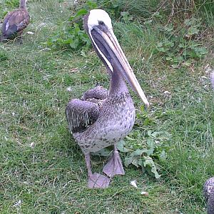 Brown Pelican 200713