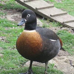 Australian Shelduck 200713