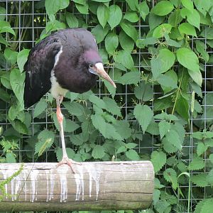 Abdim's Stork 200713