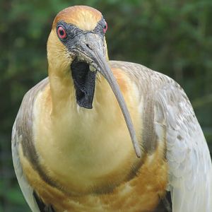 Black-faced Ibis 200713