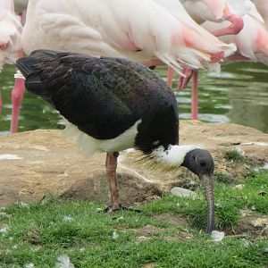 Straw-necked Ibis 200713