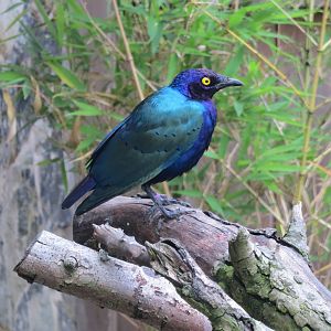 Glossy Starling 200713