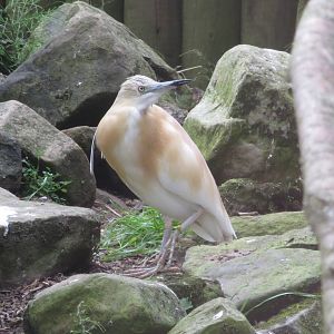 Squacco Heron 200713