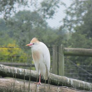 Cattle Egret 200713