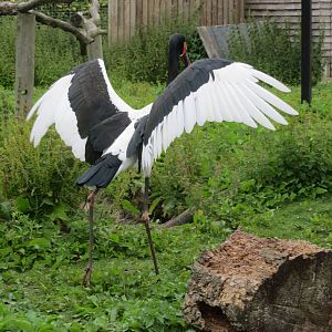 Saddle-billed Stork 200713