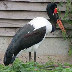 Saddle-billed Stork 200713
