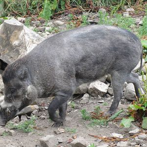 Negros Warty Pig 200713