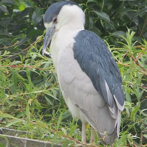 Black-crowned Night Heron 200713