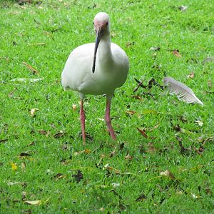 American White Ibis 200713