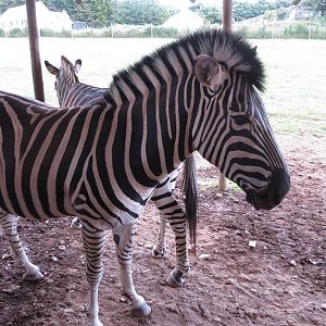 Chapman's Zebra 200713