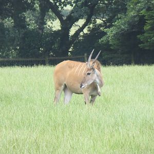 Common Eland 200713