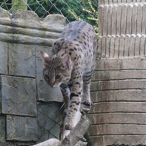 Savannah Cat (Serval x Domestic Cat) 200713