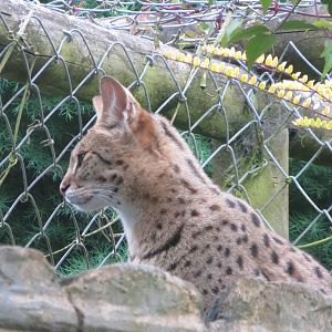 Savannah Cat (Serval x Domestic Cat) 200713