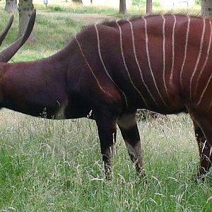 Eastern Bongo 270713