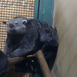 Binturong 270713