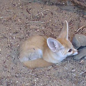 Fennec Fox 270713