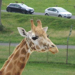 Rothschild's Giraffe 270713