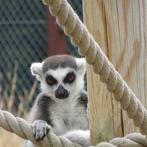 Ring-tailed Lemur 270713