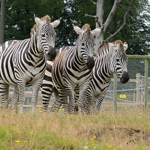 Grant's Zebras 270713