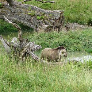 Brazilian Tapir 270713