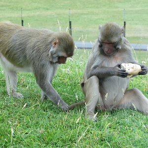 Rhesus Macaques 270713