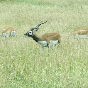 Blackbuck 270713