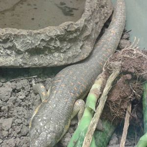 20130727_130314_berber_of_schneider_skink