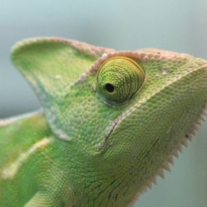 Yemen chameleon