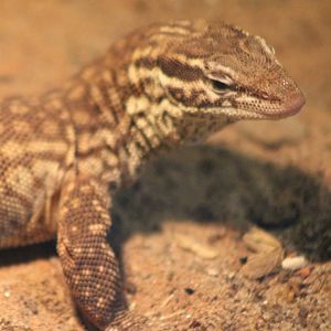 Varanus acantinura