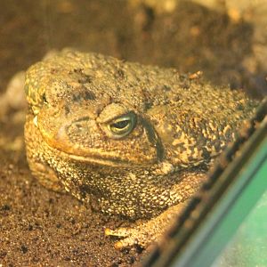 Cane toad