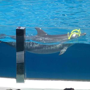 Dolphin show, June 2013.